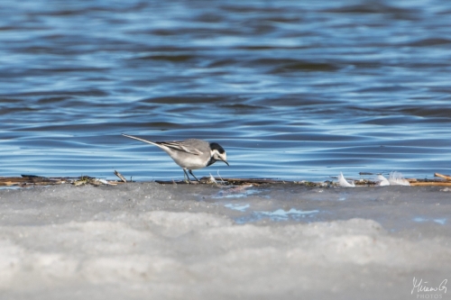 Västäräkki, Motacilla alba (5266)