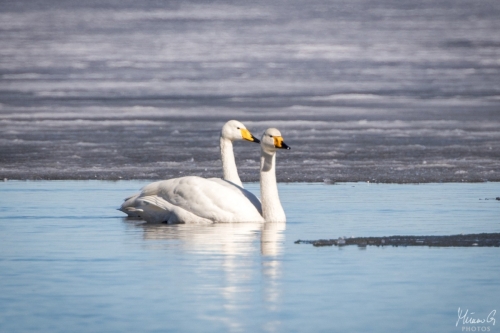 Laulujoutsen, Cygnus cygnus (5275)