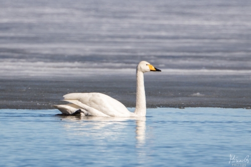 Laulujoutsen, Cygnus cygnus (5279)