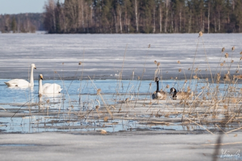 Joutsenia ja hanhia, Swans and geese (5284)