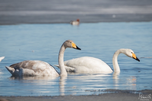 Laulujoutsenpari, Cygnus cygnus couple (5297)