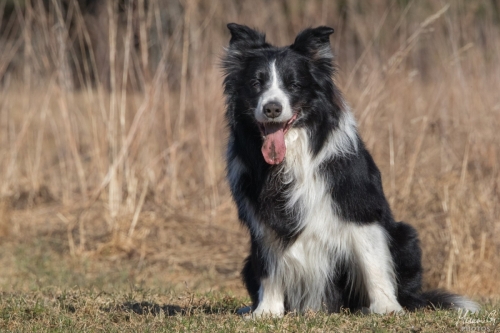 Masi, Bordercollie