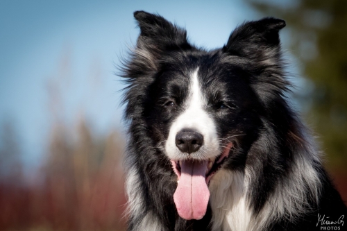 Masi, Bordercollie