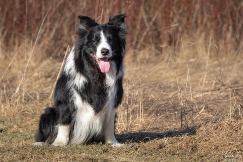 Masi, Bordercollie