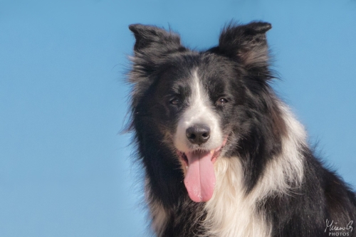 Masi, Bordercollie