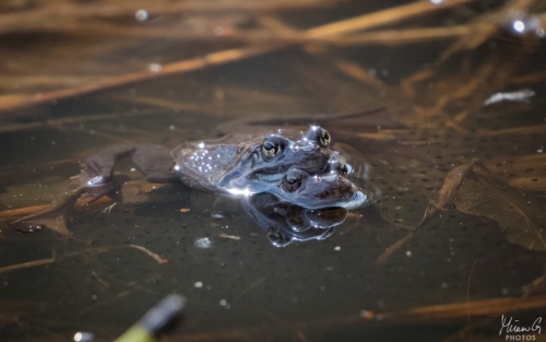 Ruskosammakko, Rana temporaria (5617)