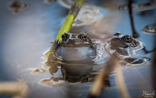 Ruskosammakko vedessä, Rana temporaria in water (5677)
