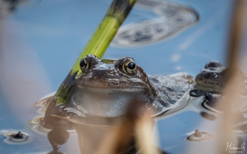 Ruskosammakko vedessä, Rana temporaria in water (5681)