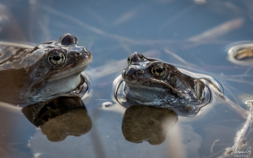 Ruskosammakko vedessä, Rana temporaria in water (5691)