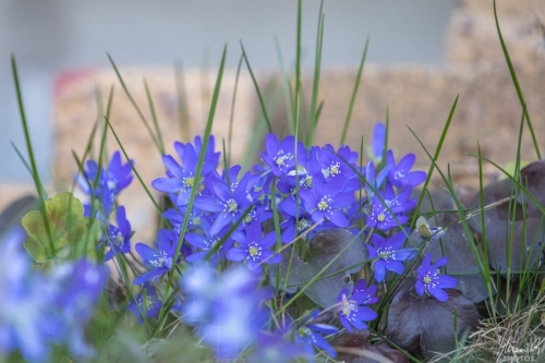Sinivuokot, Hepatica nobilis (5785)