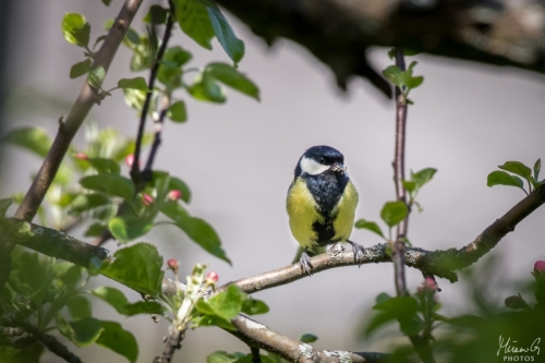 Talitiainen, Parus major (5798)