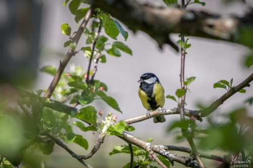 Talitiainen, Parus major (5802)