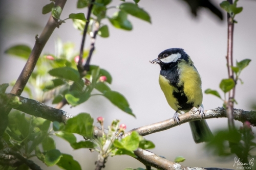 Talitiainen, Parus major (5802)
