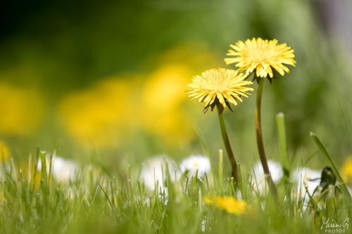 Voikukka ja bellikset, Taraxacum with Bellises (5865)