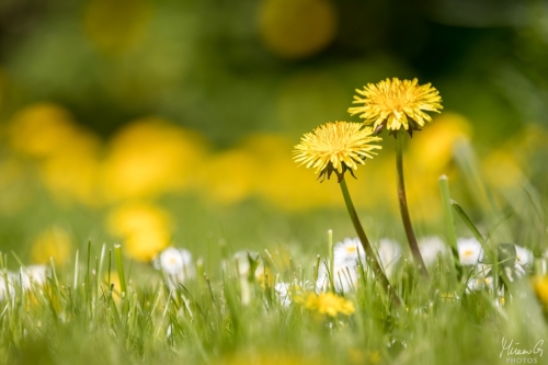 Voikukka ja bellikset, Taraxacum with Bellises (5867)