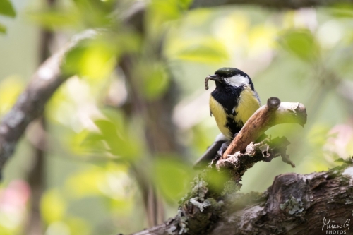 Talitiainen, Parus major (5876)