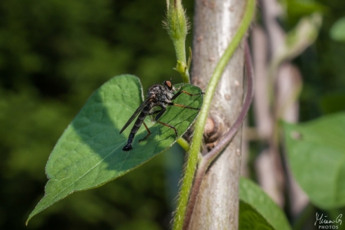 Petokärpänen, Asilidae (6168)
