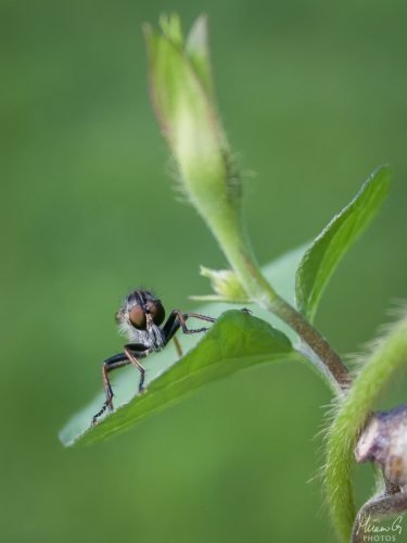 Petokärpänen, Asilidae (6180)