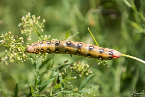 Matarakiitäjän toukka, Hyles gallii caterpillar (6287)