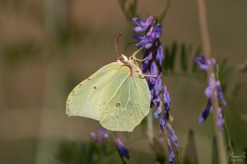 Sitruunaperhonen, Gonepteryx rhamni (6315)