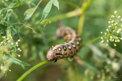 Matarakiitäjän toukka, Hyles gallii caterpillar (6383)