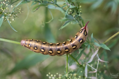 Matarakiitäjän toukka, Hyles gallii caterpillar (6389)
