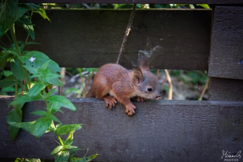Oravanpoikanen, Baby squirrel (6398)