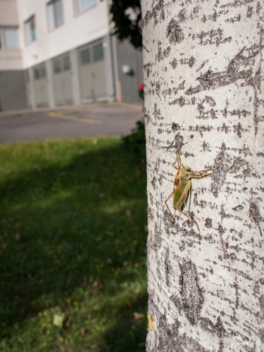Hepokatti, Tettigoniidae (6524)