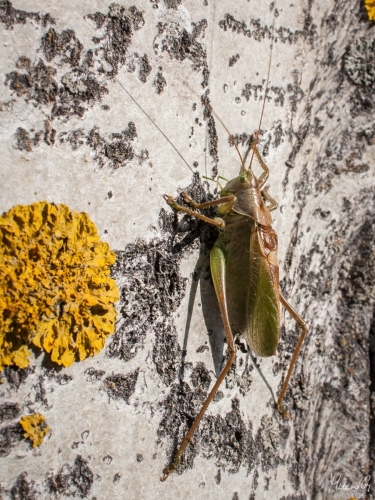 Hepokatti, Tettigoniidae (6527)