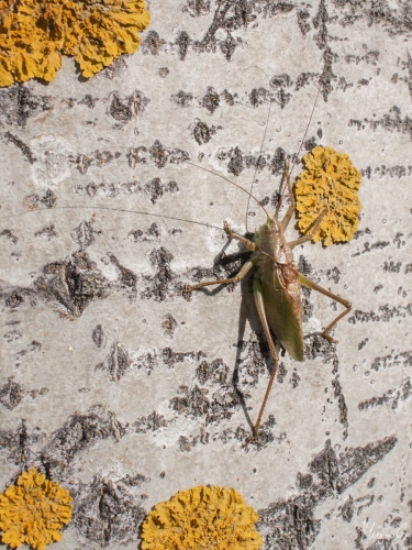 Hepokatti, Tettigoniidae (6528)