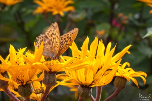 Keisarinviitta, Argynnis paphia (6606)