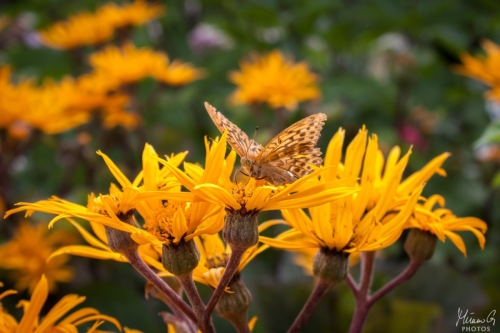 Keisarinviitta, Argynnis paphia (6612)