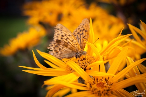 Keisarinviitta, Argynnis paphia (6620)