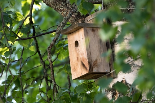 Linnun pönttö, Bird house
