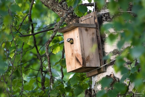 Sinitiainen linnunpöntössä, Cyanistes caeruleus in bird house (7045)