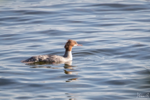 Isokoskelo naaras, Mergus merganser female (7385)
