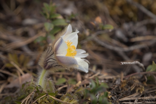 Kangasvuokko, Pulsatilla vernalis (7781)