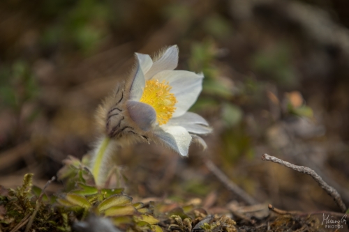 Kangasvuokko, Pulsatilla vernalis (7794)