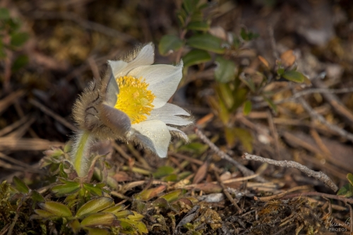 Kangasvuokko, Pulsatilla vernalis (7802)