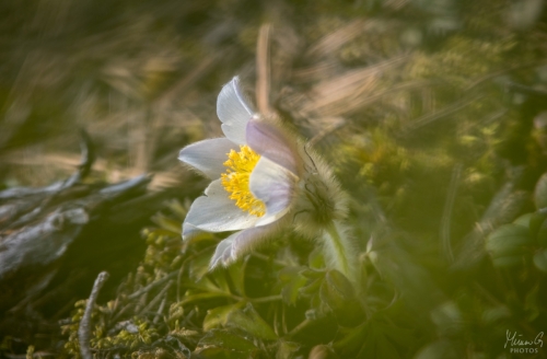 Kangasvuokko, Pulsatilla vernalis (7811)