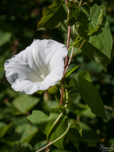 Peltokierto, Convolvulus arvensis Field Bindweed (8450)