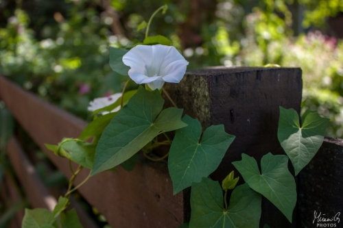 Peltokierto, Convolvulus arvensis Field Bindweed (8456)