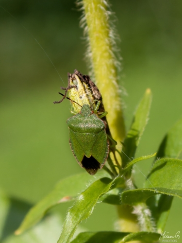 Viherlude aikuinen, Palomena prasina adult (8490)