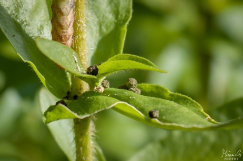 Toukan ulostetta, Caterpillar poop (8495)