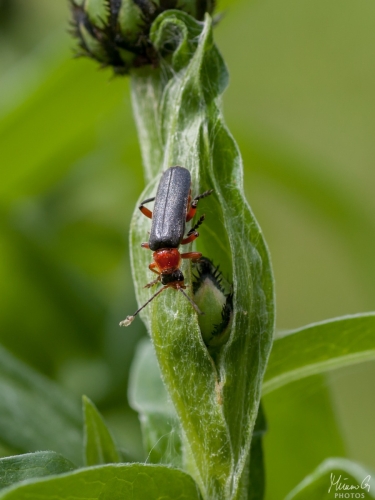 Sylkikuoriainen, Cantharidae (9962)